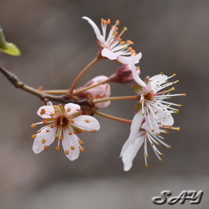 Name:  Flowers 9.jpg
Views: 425
Size:  130.1 KB