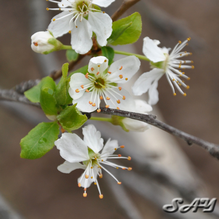 Name:  Flowers 14.jpg
Views: 437
Size:  144.9 KB