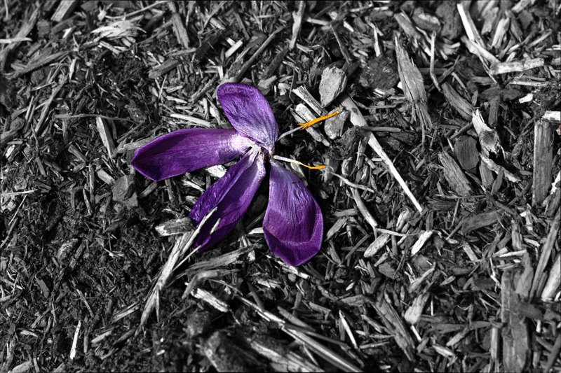 Name:  IMG_6798.edited.jpg
Views: 353
Size:  163.4 KB