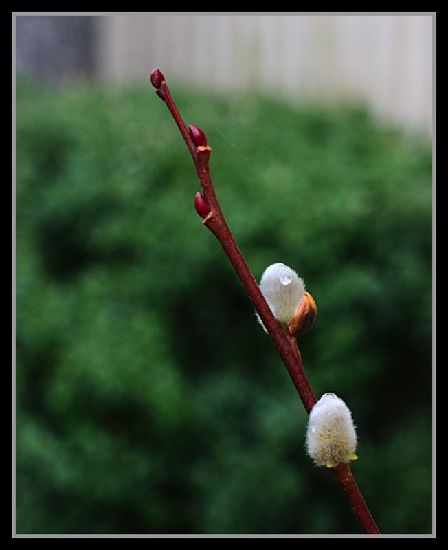 Name:  IMG_6850.edited.CR2.jpg
Views: 410
Size:  101.9 KB