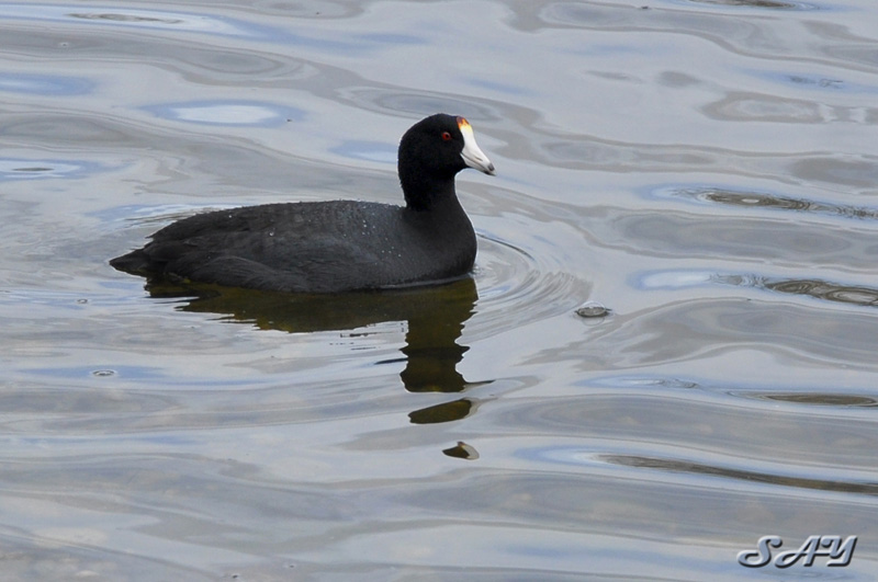Name:  Coot 1.jpg
Views: 265
Size:  127.0 KB