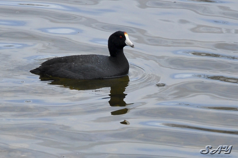 Name:  Coot 1.jpg
Views: 132
Size:  127.0 KB