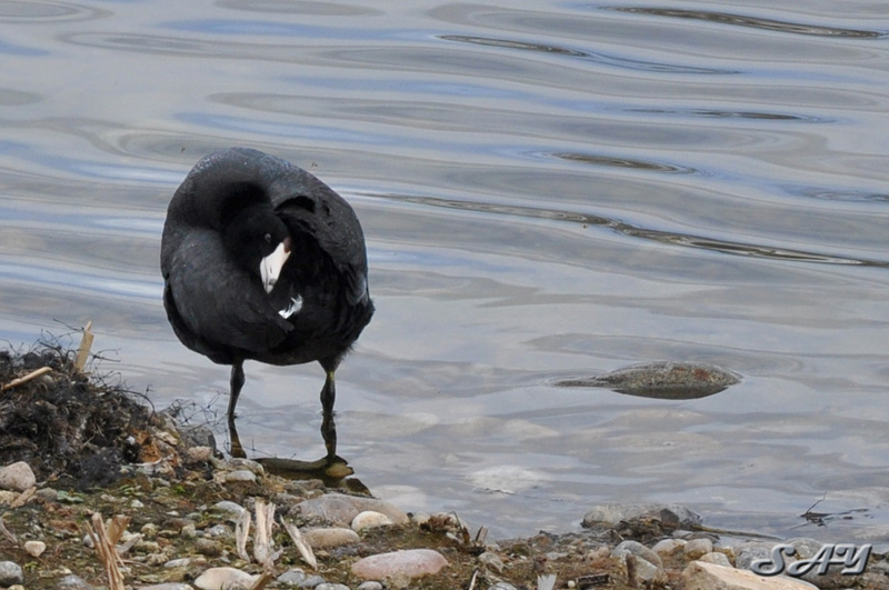 Name:  Coot 3.jpg
Views: 122
Size:  160.5 KB