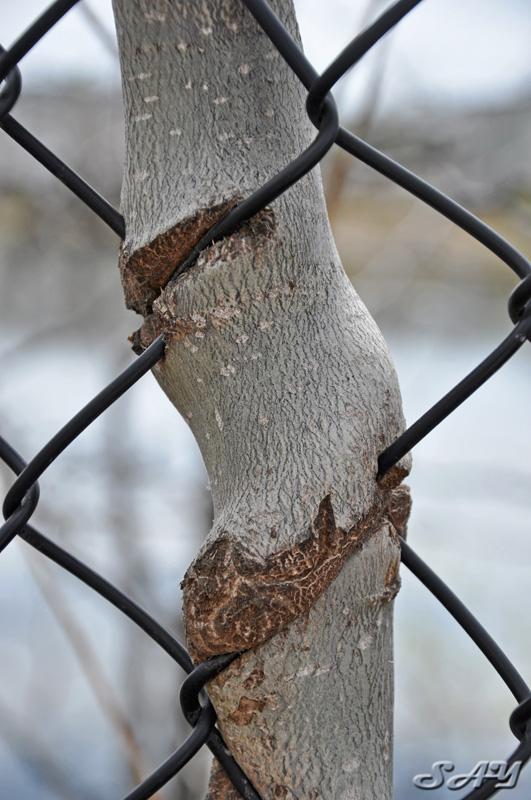 Name:  Tree 1a.jpg
Views: 428
Size:  174.4 KB