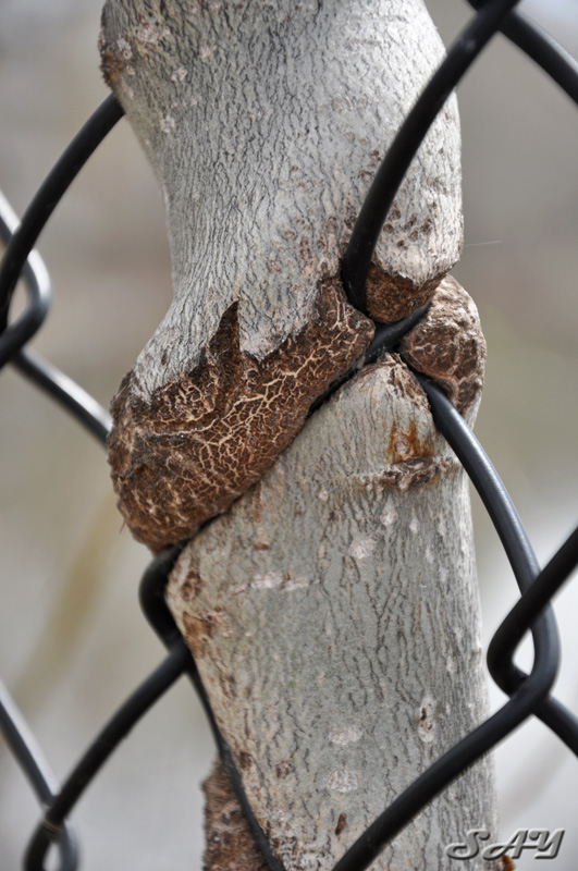 Name:  Tree 8.jpg
Views: 413
Size:  178.2 KB