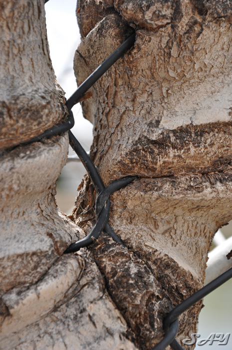 Name:  Fence 1.jpg
Views: 404
Size:  200.5 KB