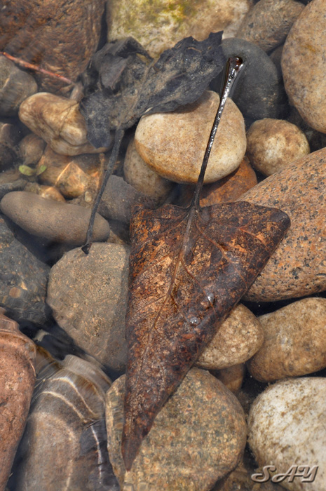 Name:  Leaf 7.jpg
Views: 256
Size:  197.4 KB