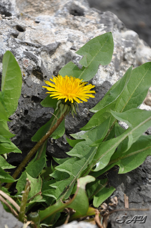 Name:  Flower 7.jpg
Views: 270
Size:  213.9 KB