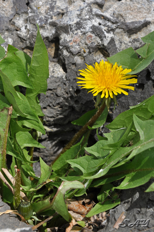 Name:  Flower 8.jpg
Views: 271
Size:  221.0 KB