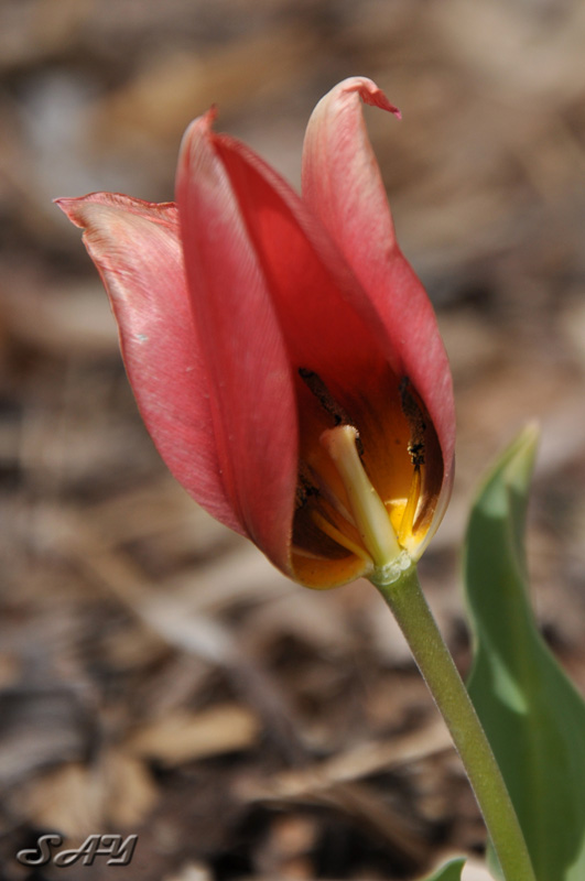 Name:  Flower 1a.jpg
Views: 308
Size:  110.6 KB