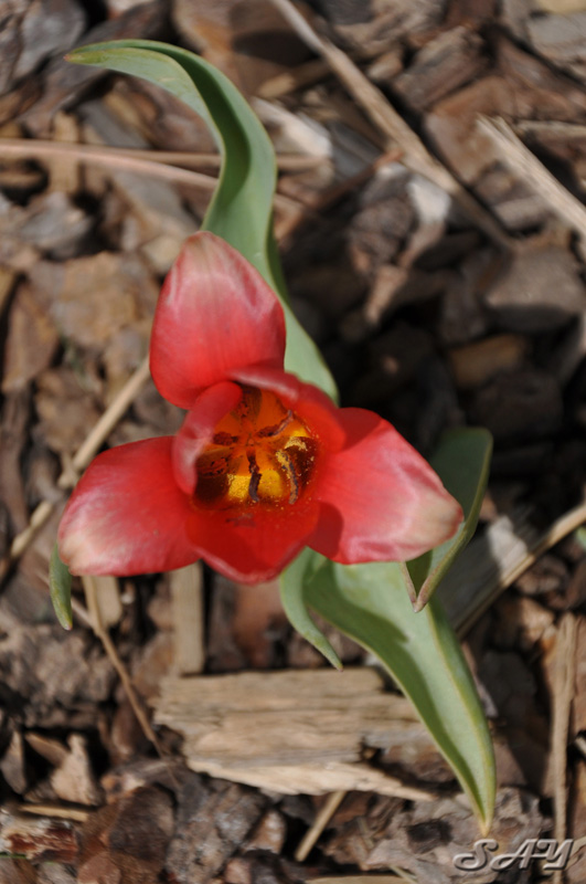Name:  Flower 3.jpg
Views: 305
Size:  152.0 KB
