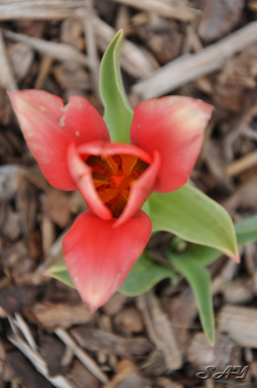 Name:  Flowers 2.jpg
Views: 304
Size:  125.8 KB