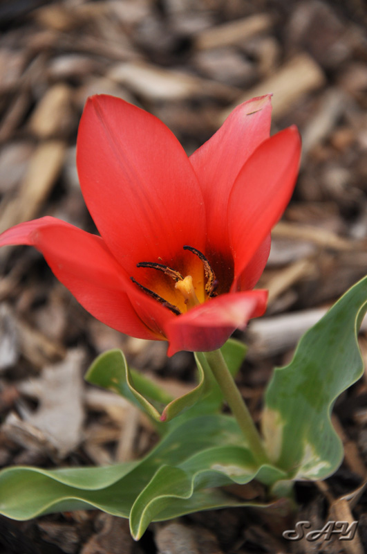 Name:  Flowers 8.jpg
Views: 297
Size:  133.7 KB