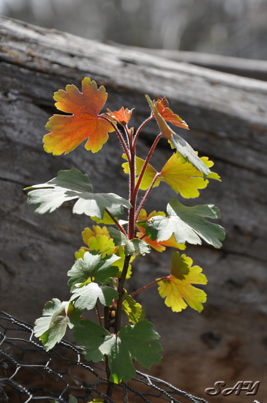 Name:  Leaf 3a.jpg
Views: 346
Size:  168.4 KB