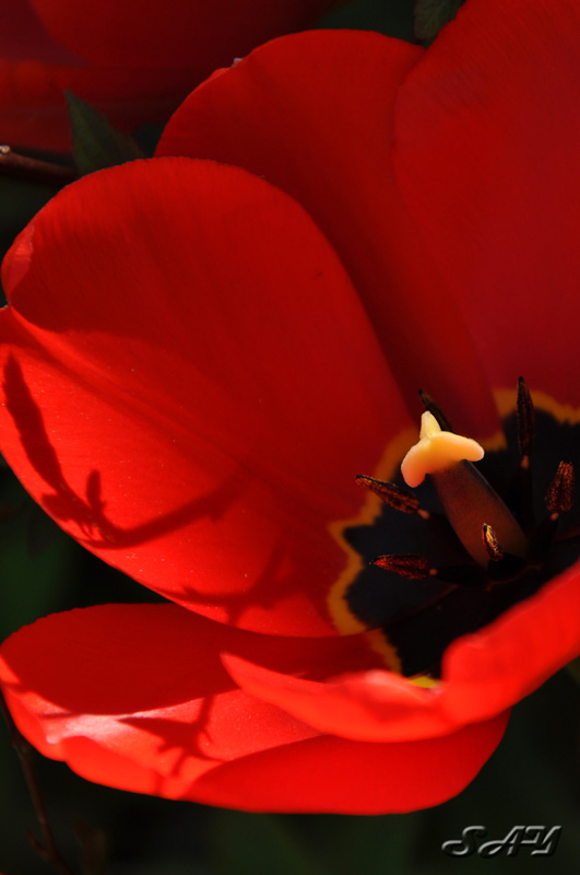 Name:  Flower 5.jpg
Views: 368
Size:  98.1 KB