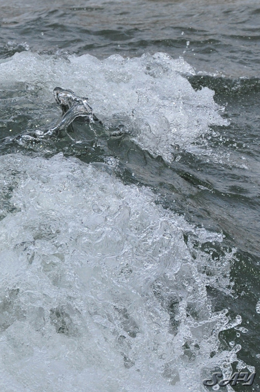 Name:  Water 15.jpg
Views: 289
Size:  227.7 KB