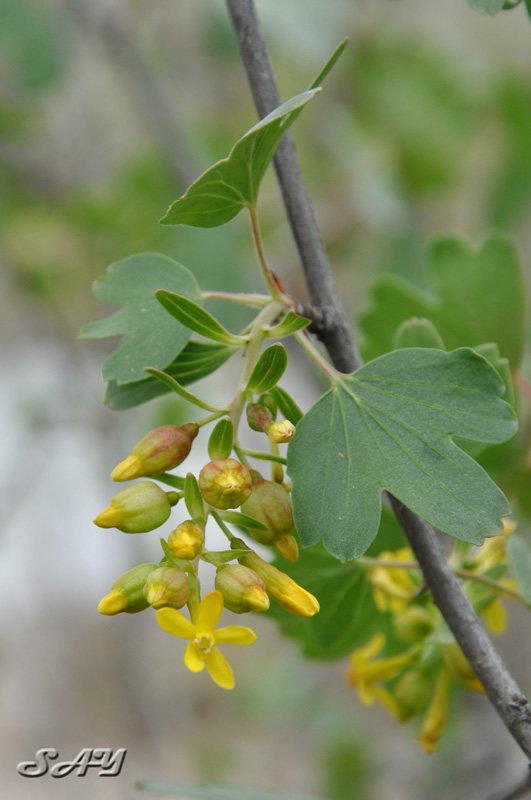Name:  Berries 5.jpg
Views: 291
Size:  125.2 KB