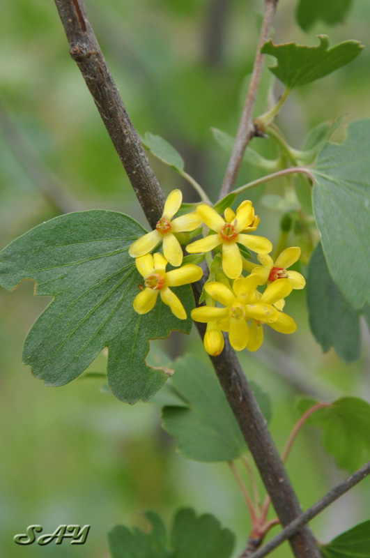 Name:  Flowers 25.jpg
Views: 322
Size:  138.0 KB