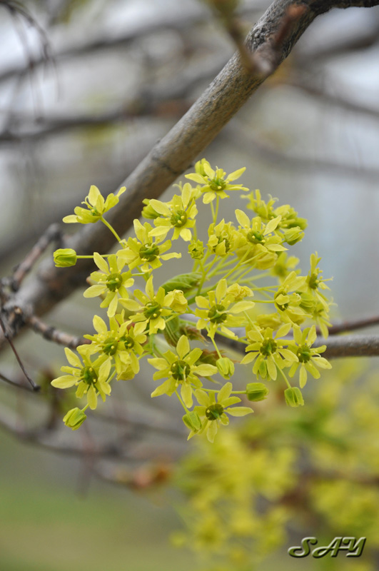 Name:  Flowers 9.jpg
Views: 428
Size:  146.4 KB