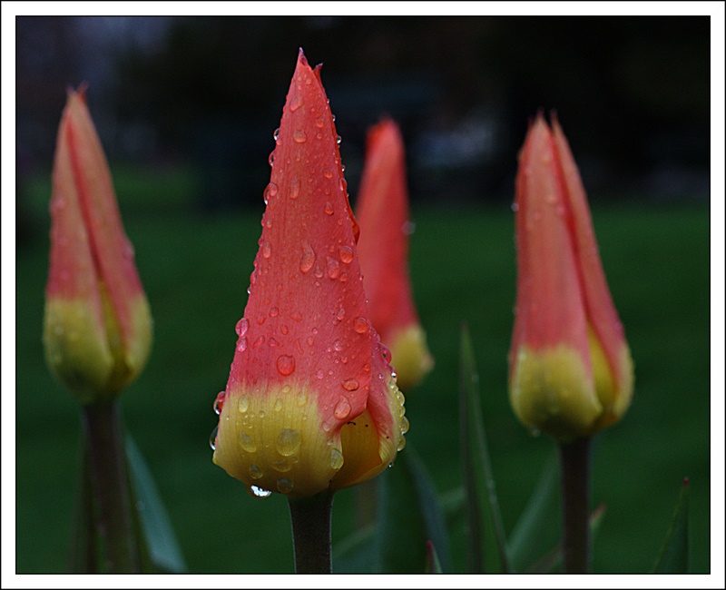 Name:  IMG_7403_edited.jpg
Views: 579
Size:  120.6 KB