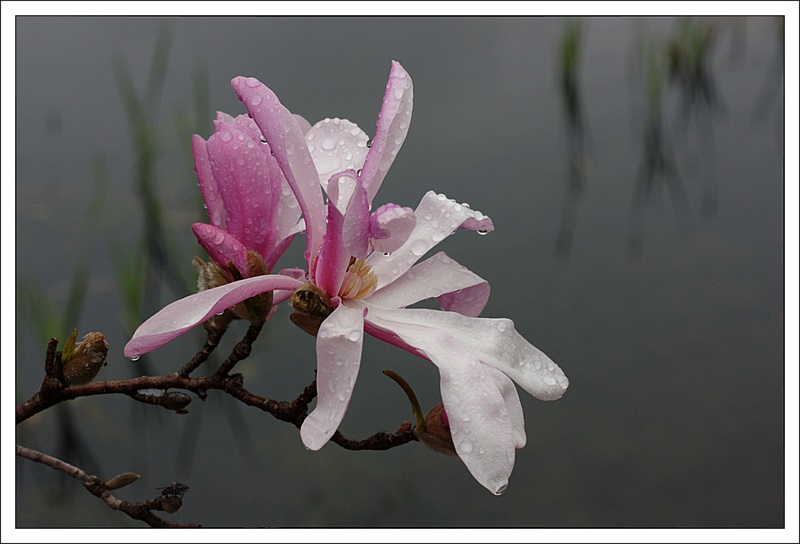 Name:  IMG_7406_edited.jpg
Views: 855
Size:  114.8 KB