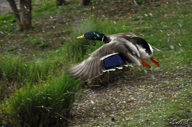 Name:  Ducks 2.jpg
Views: 314
Size:  203.8 KB
