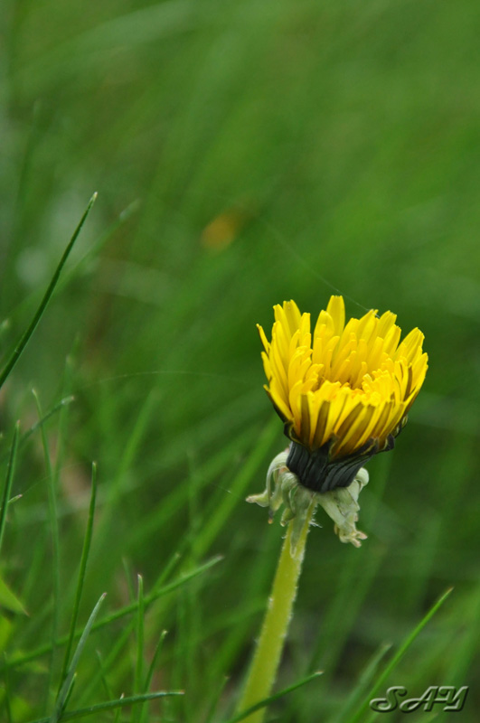 Name:  Flower 7.jpg
Views: 309
Size:  115.4 KB