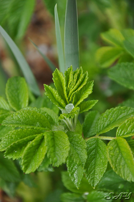 Name:  Leaves 2.jpg
Views: 306
Size:  156.1 KB