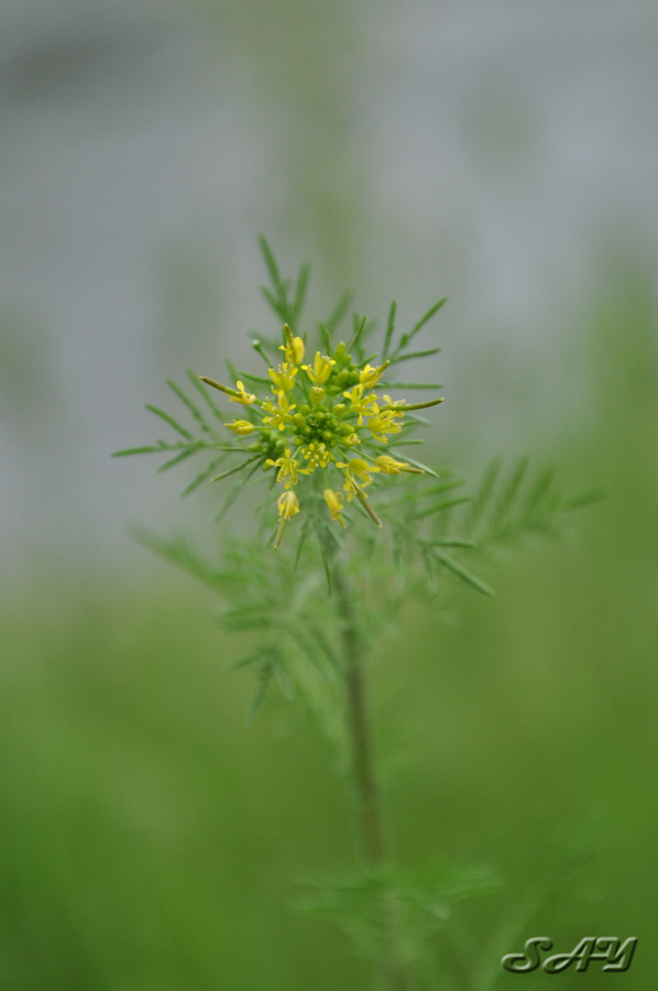 Name:  Flower 16.jpg
Views: 414
Size:  97.7 KB