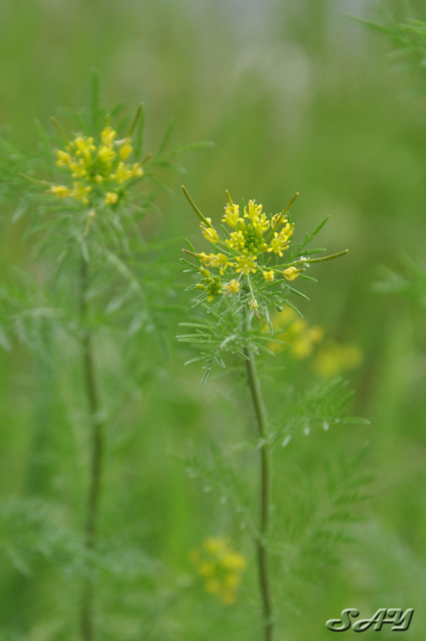 Name:  Flower 19.jpg
Views: 706
Size:  128.9 KB