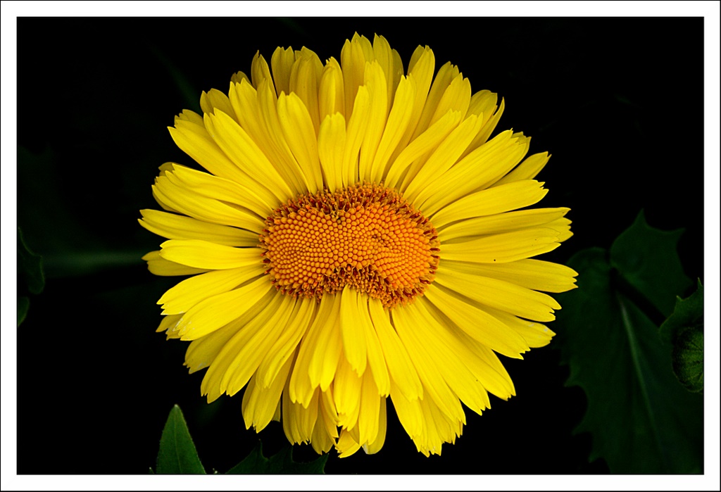 Name:  IMG_7859_edited2.jpg
Views: 295
Size:  181.9 KB