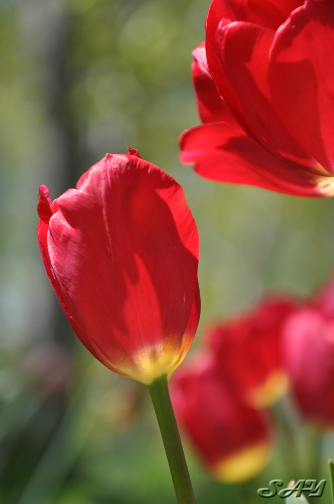 Name:  Tulip 1.jpg
Views: 320
Size:  138.8 KB