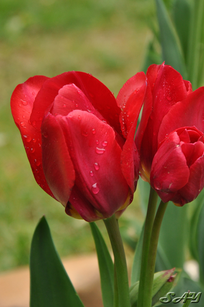 Name:  Tulip 2.jpg
Views: 149
Size:  181.2 KB