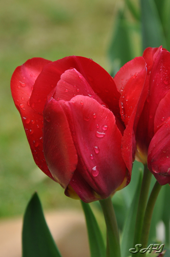Name:  Tulip 3.jpg
Views: 173
Size:  173.8 KB