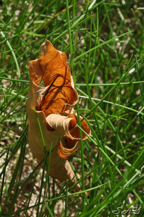 Name:  Leaf 1.jpg
Views: 398
Size:  217.9 KB