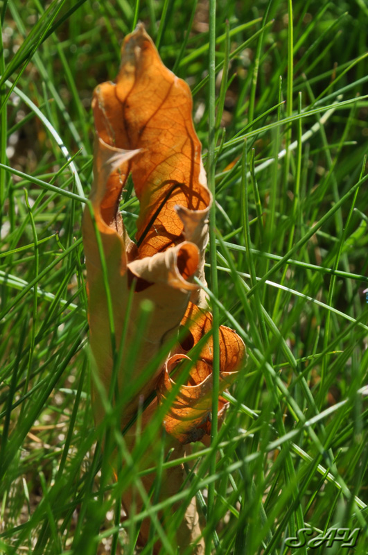 Name:  Leaf 2.jpg
Views: 420
Size:  228.4 KB