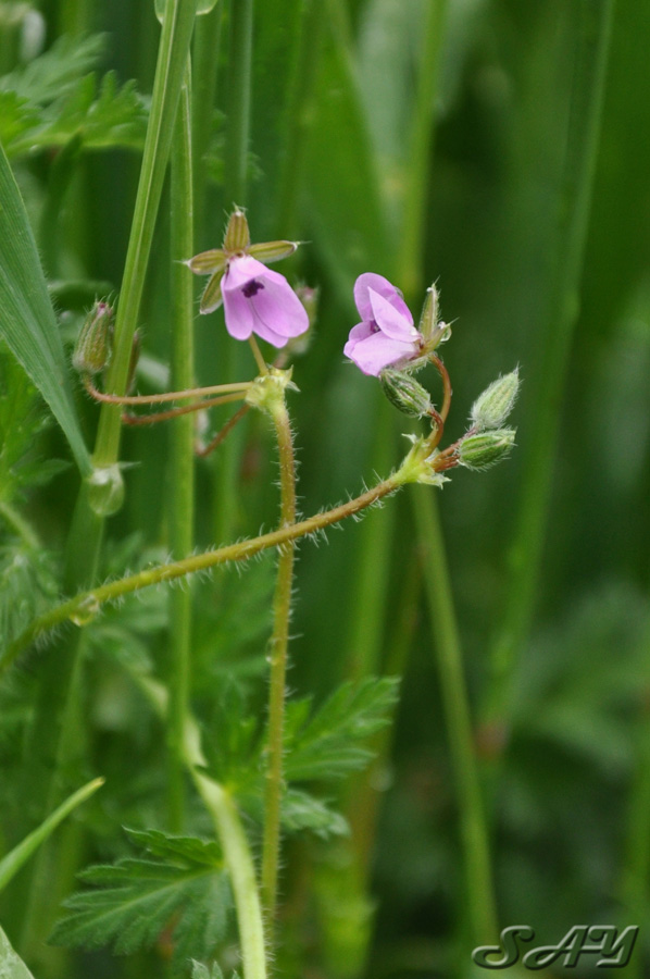 Name:  Flower 9.jpg
Views: 343
Size:  166.1 KB