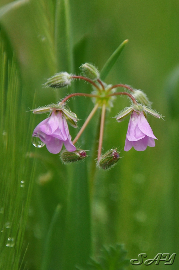 Name:  Flower 11.jpg
Views: 345
Size:  161.3 KB