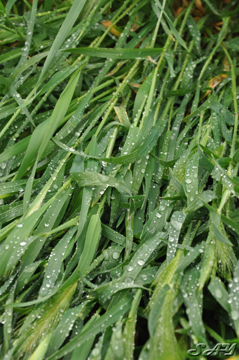 Name:  Grass 3.jpg
Views: 307
Size:  221.0 KB
