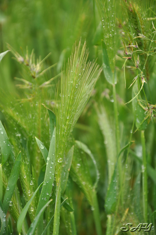 Name:  Grass 4.jpg
Views: 320
Size:  168.0 KB