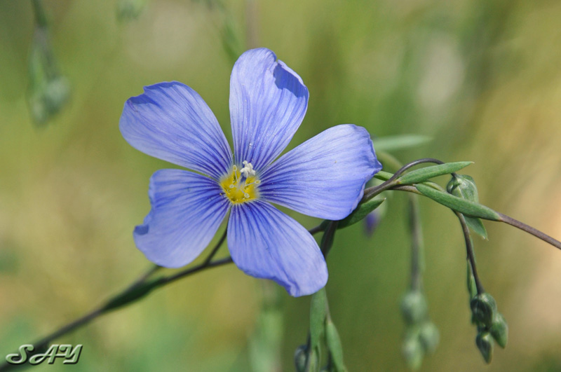 Name:  Flower 4.jpg
Views: 338
Size:  124.8 KB