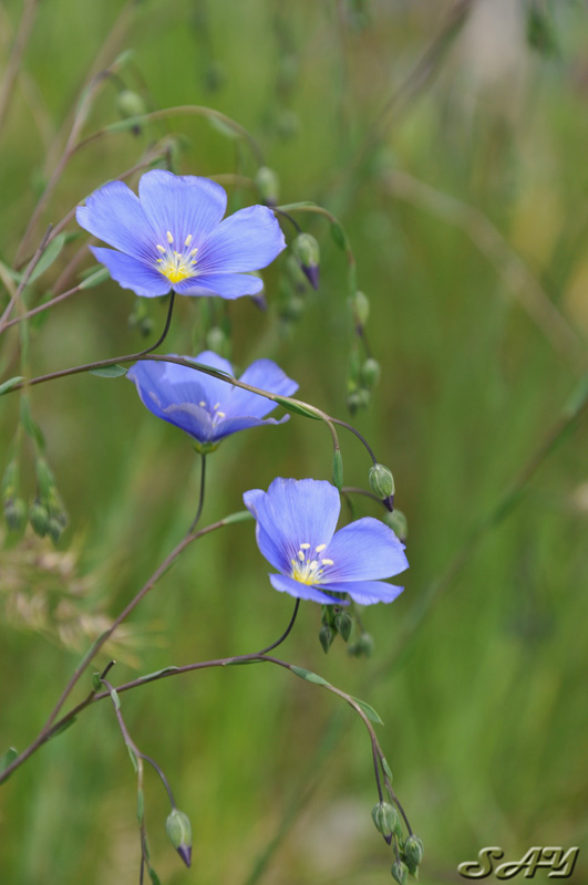 Name:  Flower 11.jpg
Views: 344
Size:  114.9 KB