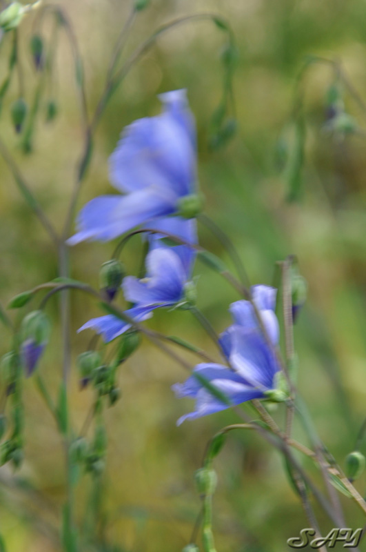 Name:  Flowers 7.jpg
Views: 345
Size:  107.9 KB
