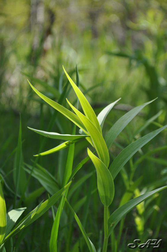 Name:  Leaf 2b.jpg
Views: 531
Size:  151.9 KB