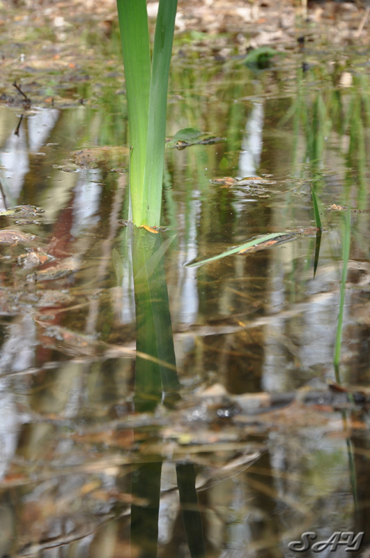 Name:  Water 2.jpg
Views: 348
Size:  176.4 KB