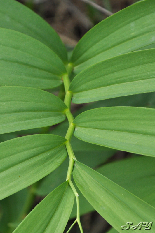 Name:  Leaves 3.jpg
Views: 317
Size:  147.0 KB