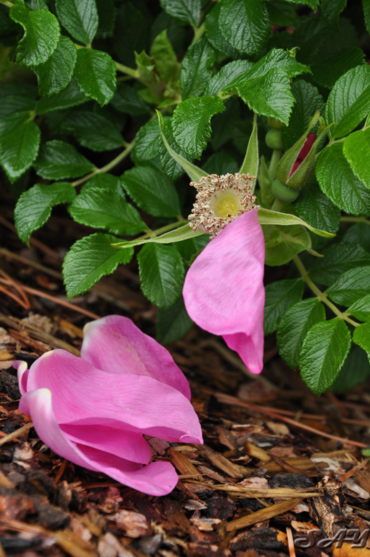 Name:  Flower 10.jpg
Views: 465
Size:  219.2 KB