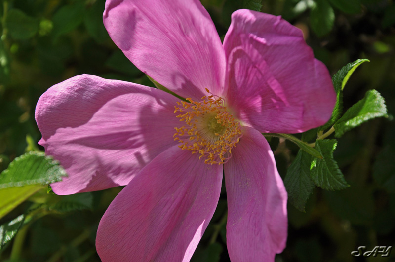 Name:  Flowers 16.jpg
Views: 469
Size:  149.2 KB