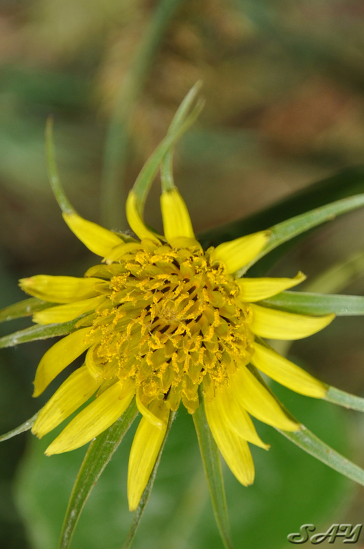 Name:  Flower 1.jpg
Views: 349
Size:  146.3 KB