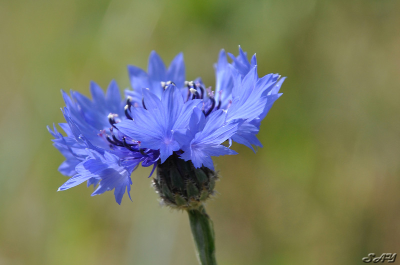 Name:  Flower 8.jpg
Views: 347
Size:  103.0 KB